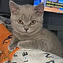 Beau joined the competition — help win amazing prizes! animal, blanket, close_up, cute, domestic_cat, ears, furry, gray_cat, indoor, kitten, looking_at_camera, paws, pet, portrait, relaxed, resting, sock, soft_fur, whiskers, young