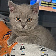 Beau joined the competition — help win amazing prizes! animal, blanket, close_up, cute, domestic_cat, ears, furry, gray_cat, indoor, kitten, looking_at_camera, paws, pet, portrait, relaxed, resting, sock, soft_fur, whiskers, young