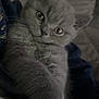 Beau is registered to the contest to win money with this photo: kitten, cat, gray_fur, paw, close_up, pet, animal, feline, cute, whiskers, ears, indoor, soft_texture, curious, young, portrait, fur, cuddle, domestic_cat, relaxed