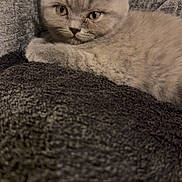 Beau joined the competition — help win amazing prizes! kitten, cat, gray_cat, fluffy, resting, blanket, couch, indoor, pet, animal, feline, cute, closeup, texture, fur, young_cat, cozy, sleepy, portrait, soft
