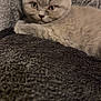 kitten, cat, gray_cat, fluffy, resting, blanket, couch, indoor, pet, animal, feline, cute, closeup, texture, fur, young_cat, cozy, sleepy, portrait, soft