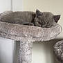 Beau joined the competition — help win amazing prizes! kitten, cat, gray_cat, cat_tree, pet, sleepy, furry, animal, indoor, soft, plush, resting, cute, young_cat, feline, relaxed, cozy, small, domestic_animal, fur