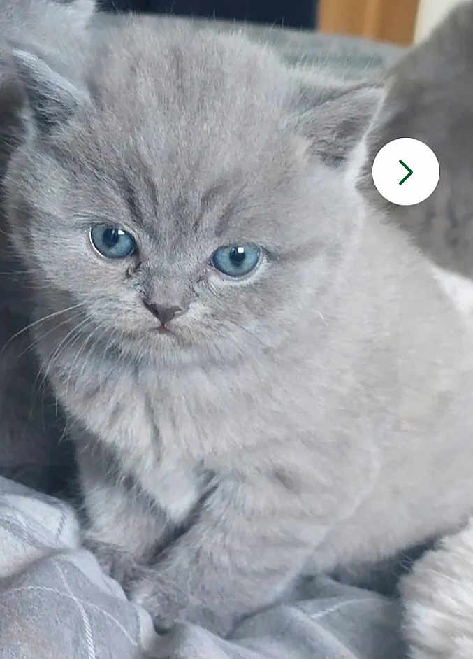Beau