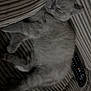 cat, kitten, sleeping, couch, striped, remote_control, furniture, gray, pet, cozy, indoor, resting, fur, cute, animal, relaxed, domestic, nap, soft, comfort