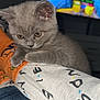 Beau joined the competition — help win amazing prizes! animal, blanket, close_up, comfort, cozy, cuddle, curious, cute, domestic, feline, fur, gray_cat, indoor, kitten, pet, resting, sleepy, soft, warm, young