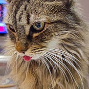 Igloo participe au concours pour gagner de l'argent avec cette photo : cat, tabby, fluffy, tongue_out, whiskers, indoor, pet, animal, feline, close_up, fur, ears, cute, portrait, domestic_cat, muzzle, face, alert, eyes, mustache