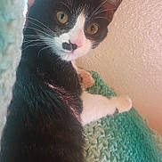 Millie is registered to the contest to win money with this photo: cat, tuxedo_cat, black_and_white, pet, indoor, curious, whiskers, close_up, knitted_blanket, cozy, fur, animal, cute, alert, face, eyes, paw, resting, texture, wall
