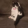Millie is registered to the contest to win money with this photo: cat, tuxedo_cat, pet, feline, pink_collar, couch, brown_couch, indoor, animal, sitting, curious, relaxed, whiskers, paw, ears, fur, cute, domestic_cat, looking_at_camera, house_pet