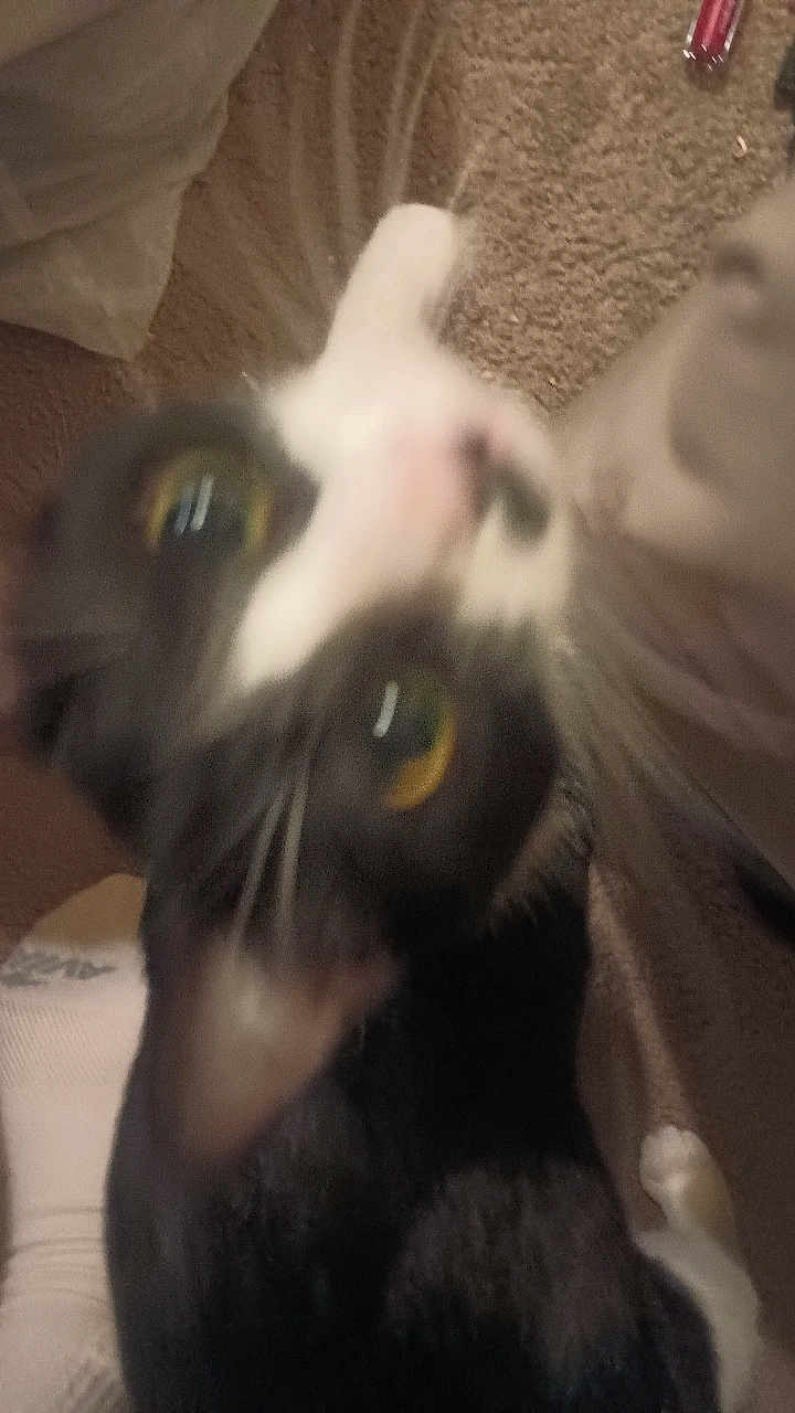 Millie