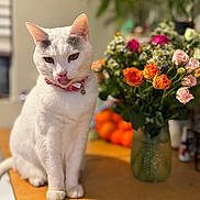 Zoey joined the competition — help win amazing prizes! cat, white_cat, feline, pink_collar, bell, tongue_out, table, flowers, bouquet, vase, roses, orange_flowers, indoor, pet, portrait, bokeh, shallow_depth_of_field, sitting, whiskers, curious
