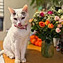 cat, white_cat, feline, pink_collar, bell, tongue_out, table, flowers, bouquet, vase, roses, orange_flowers, indoor, pet, portrait, bokeh, shallow_depth_of_field, sitting, whiskers, curious