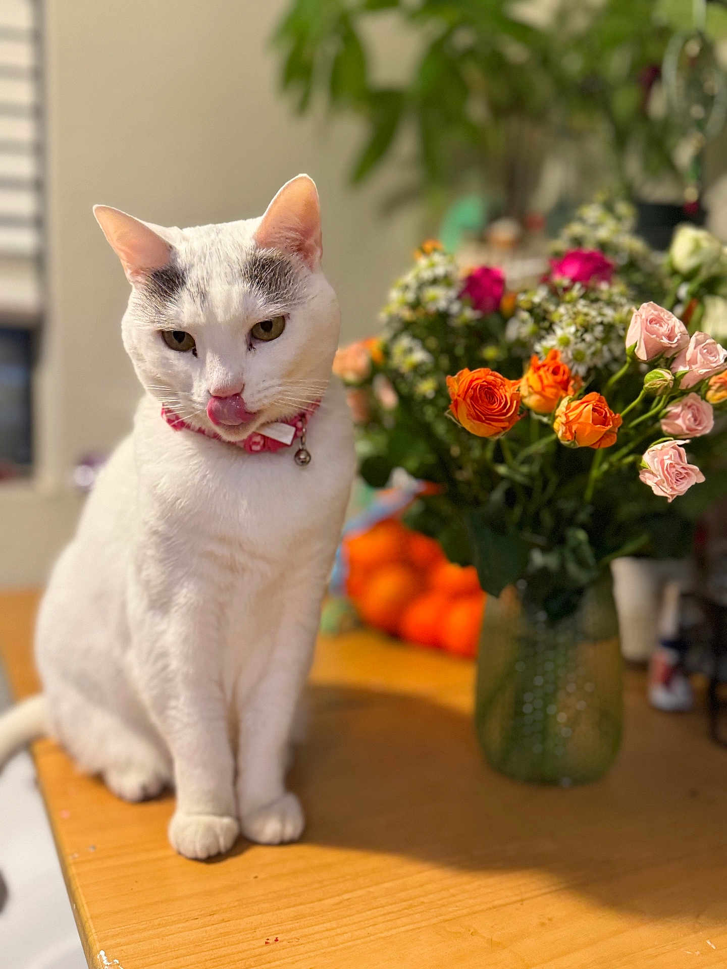 Zoey joined the competition — help win amazing prizes! cat, white_cat, feline, pink_collar, bell, tongue_out, table, flowers, bouquet, vase, roses, orange_flowers, indoor, pet, portrait, bokeh, shallow_depth_of_field, sitting, whiskers, curious