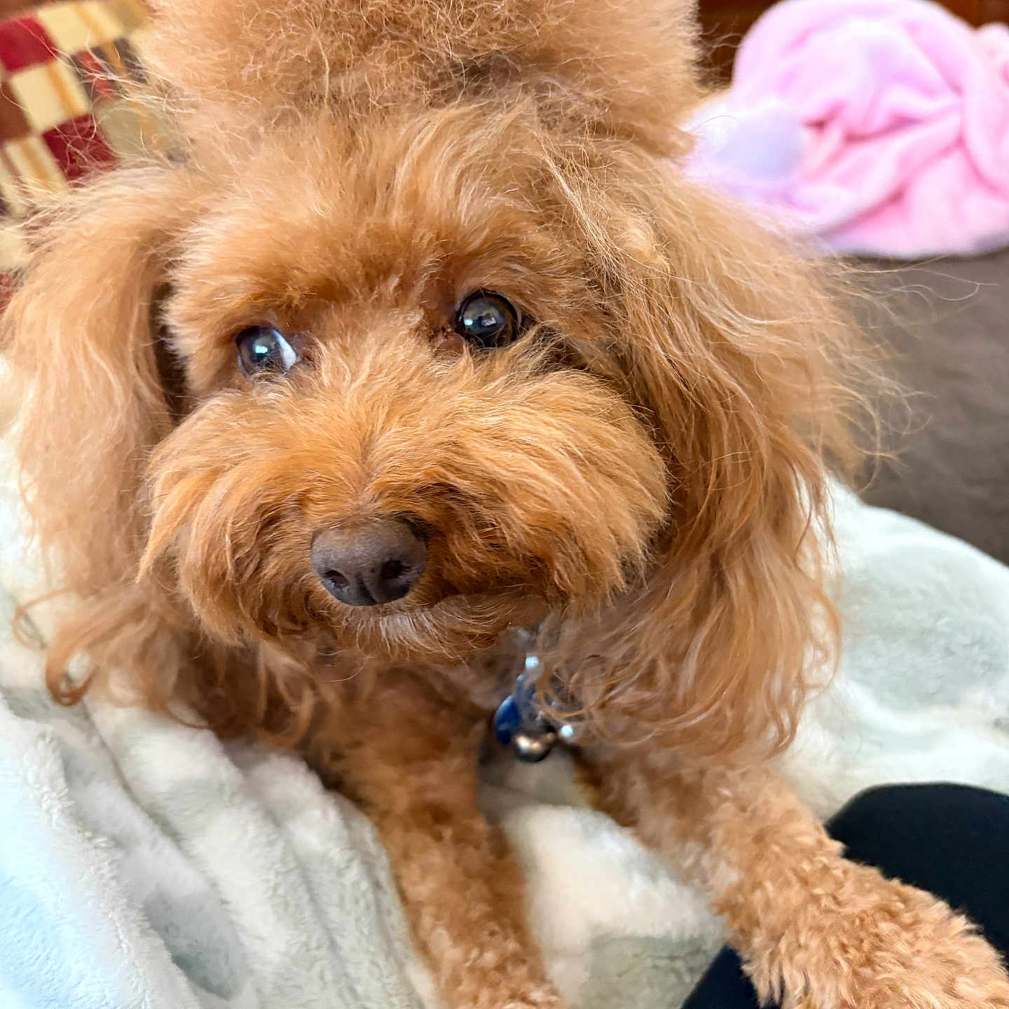 Pookie joined the competition — help win amazing prizes! dog, poodle, fluffy, brown, pet, indoor, blanket, cute, animal, fur, canine, portrait, cozy, resting, soft, companion, domestic, cute_pet, friendly, indoors