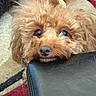 Pookie is registered to the contest to win money with this photo: dog, pet, curly_fur, brown, close_up, leather, floor, carpet, cute, animal, indoor, resting, nose, eyes, fur, adorable, looking_up, cozy, companion, mammal