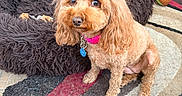 Pookie joined the competition — help win amazing prizes! dog, poodle, apricot, pet, indoor, dog_bed, toy, plush_toy, carpet, fur, collar, tag, curious, cute, small_dog, floor, cozy, portrait, animal, home