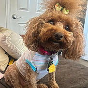 Pookie joined the competition — help win amazing prizes! dog, small_dog, poodle, curly_fur, bow, colorful_shirt, pet_collar, dog_tag, indoor, bed, pillow, door, brown_fur, cute, pet, fluffy, looking, seated, cozy, curious