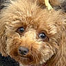 Pookie is registered to the contest to win money with this photo: dog, poodle, curly_hair, close_up, pet, animal, brown_fur, collar, cute, face, looking, eyes, fluffy, domestic_animal, canine, portrait, furry, companion, indoor, adorable