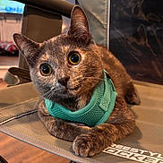 Callie is registered to the contest to win money with this photo: cat, pet, animal, indoor, feline, harness, curious, brown, orange, wide_eyes, chair, fabric, close_up, resting, domestic, cute, whiskers, portrait, relaxed, furniture