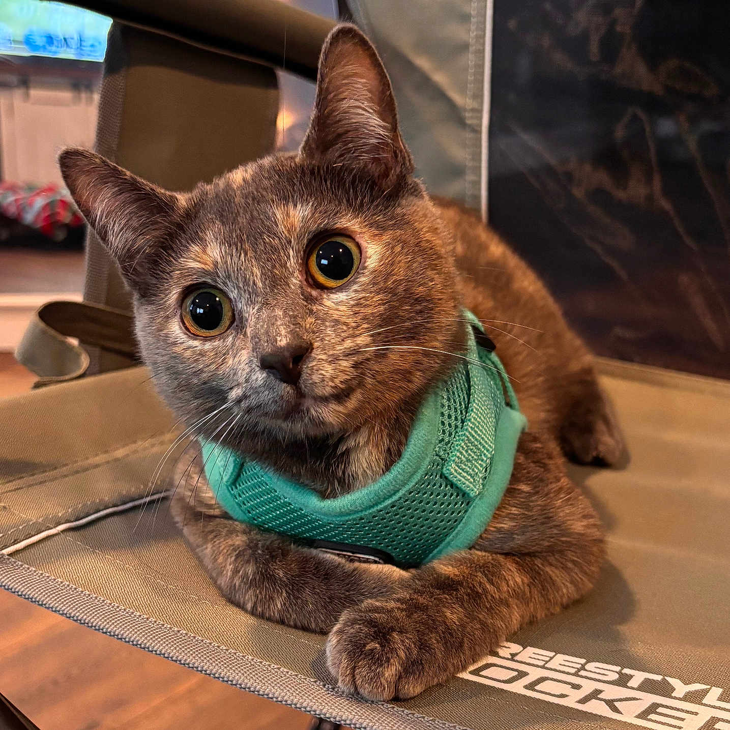 Callie is registered to the contest to win money with this photo: cat, pet, animal, indoor, feline, harness, curious, brown, orange, wide_eyes, chair, fabric, close_up, resting, domestic, cute, whiskers, portrait, relaxed, furniture