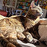 Callie is registered to the contest to win money with this photo: cat, sunlight, indoor, feline, relaxed, cozy, blanket, fur, whiskers, paw, side_view, home, furniture, bookshelf, colorful, daylight, soft_texture, resting, animal, pet