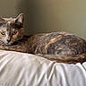 Callie is registered to the contest to win money with this photo: cat, tortoiseshell, animal, pet, feline, resting, pillow, indoor, fur, whiskers, ears, eyes, sleepy, cozy, closeup, mammal, domestic, relaxation, soft, quiet
