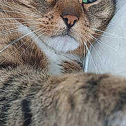 Oslo Bimbo a rejoint le concours — aidez-le/la à gagner de superbes lots ! cat, tabby, green_eyes, close_up, paw, fur, whiskers, pet, animal, cute, indoor, portrait, curious, feline, face, nose, ears, soft, relaxed, domestic