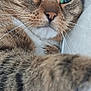 cat, tabby, green_eyes, close_up, paw, fur, whiskers, pet, animal, cute, indoor, portrait, curious, feline, face, nose, ears, soft, relaxed, domestic