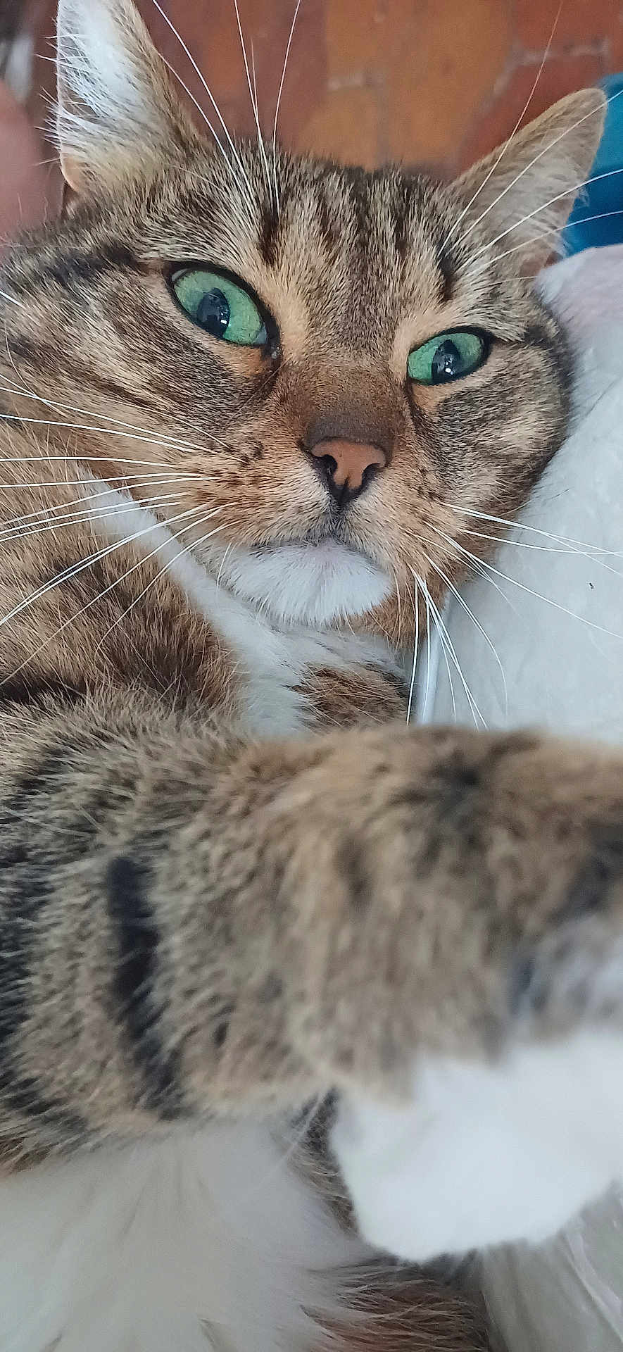 Oslo Bimbo a rejoint le concours — aidez-le/la à gagner de superbes lots ! cat, tabby, green_eyes, close_up, paw, fur, whiskers, pet, animal, cute, indoor, portrait, curious, feline, face, nose, ears, soft, relaxed, domestic