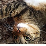 Oslo a rejoint le concours — aidez-le/la à gagner de superbes lots ! cat, tabby, close_up, lying_down, whiskers, green_eyes, fur, pet, animal, cute, relaxed, indoor, mammal, portrait, face, nose, ears, texture, brown, soft