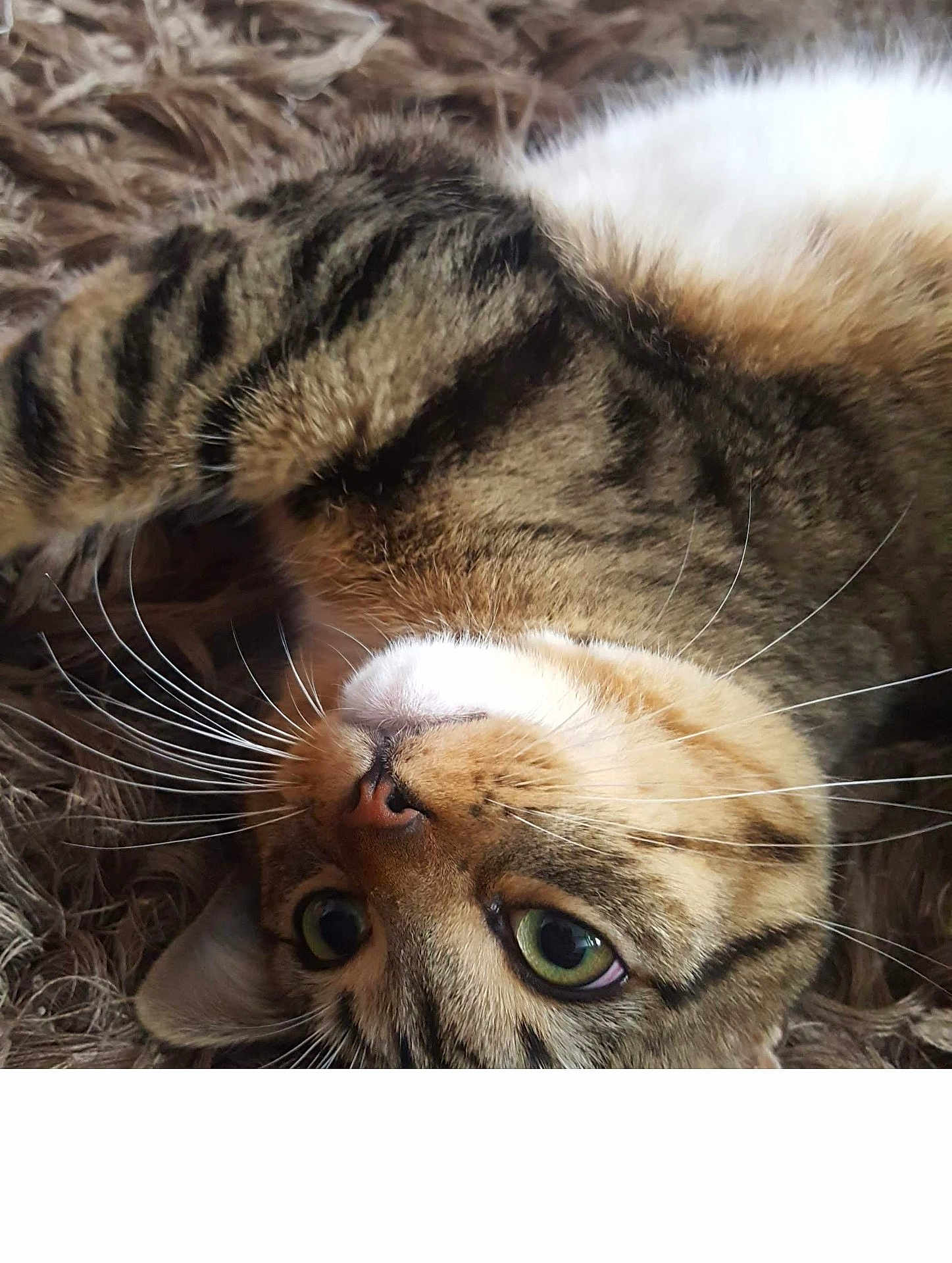 Oslo a rejoint le concours — aidez-le/la à gagner de superbes lots ! cat, tabby, close_up, lying_down, whiskers, green_eyes, fur, pet, animal, cute, relaxed, indoor, mammal, portrait, face, nose, ears, texture, brown, soft