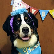 Bella joined the competition — help win amazing prizes! animal, bandana, banner, birthday_hat, black, brown, canine, celebration, cute, decorations, dog, festive, fur, happy, indoor, party, pet, portrait, tongue_out, white