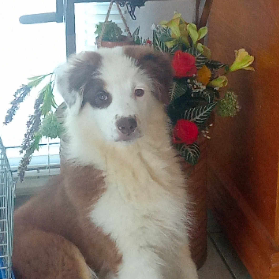 Aïko a rejoint le concours — aidez-le/la à gagner de superbes lots ! animal, brown, calm, canine, companion, cute, dog, domestic, flower_bouquet, fluffy, household, indoor, pet, plant, portrait, puppy, sitting, tile_floor, white, wooden_furniture