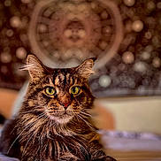 Pauline participe au concours pour gagner de l'argent avec cette photo : cat, tabby, pet, animal, feline, bed, indoor, portrait, closeup, whiskers, fur, eyes, relaxed, laying, domestic, cute, mystical, tapestry, background, cozy