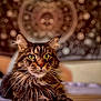 cat, tabby, pet, animal, feline, bed, indoor, portrait, closeup, whiskers, fur, eyes, relaxed, laying, domestic, cute, mystical, tapestry, background, cozy