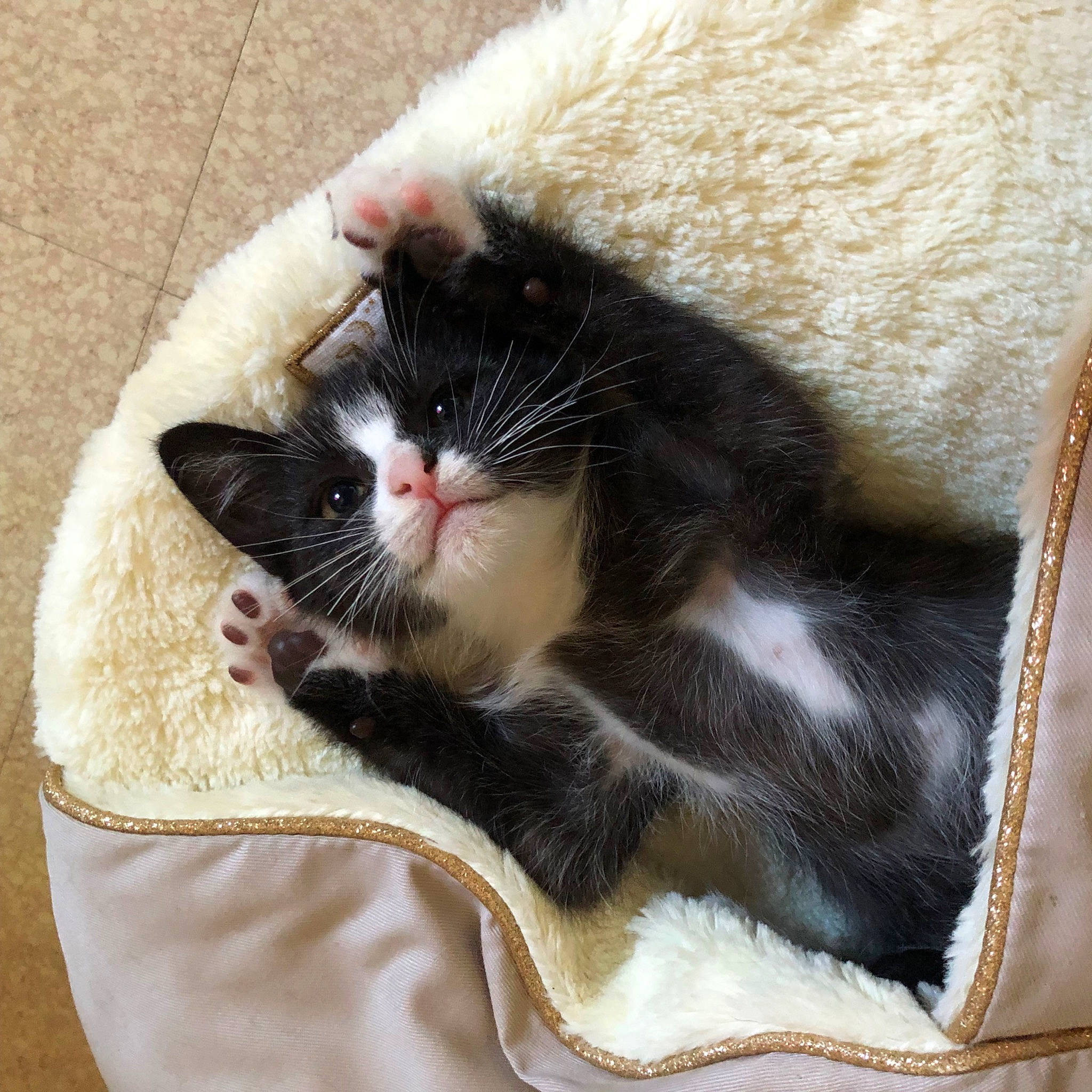 Shuri a rejoint le concours — aidez-le/la à gagner de superbes lots ! bag, box, carnivore, cat, cat_supply, claw, comfort, domestic_short_haired_cat, felidae, fur, grey, linens, luggage_and_bags, pattern, paw, small_to_medium_sized_cats, tail, whiskers