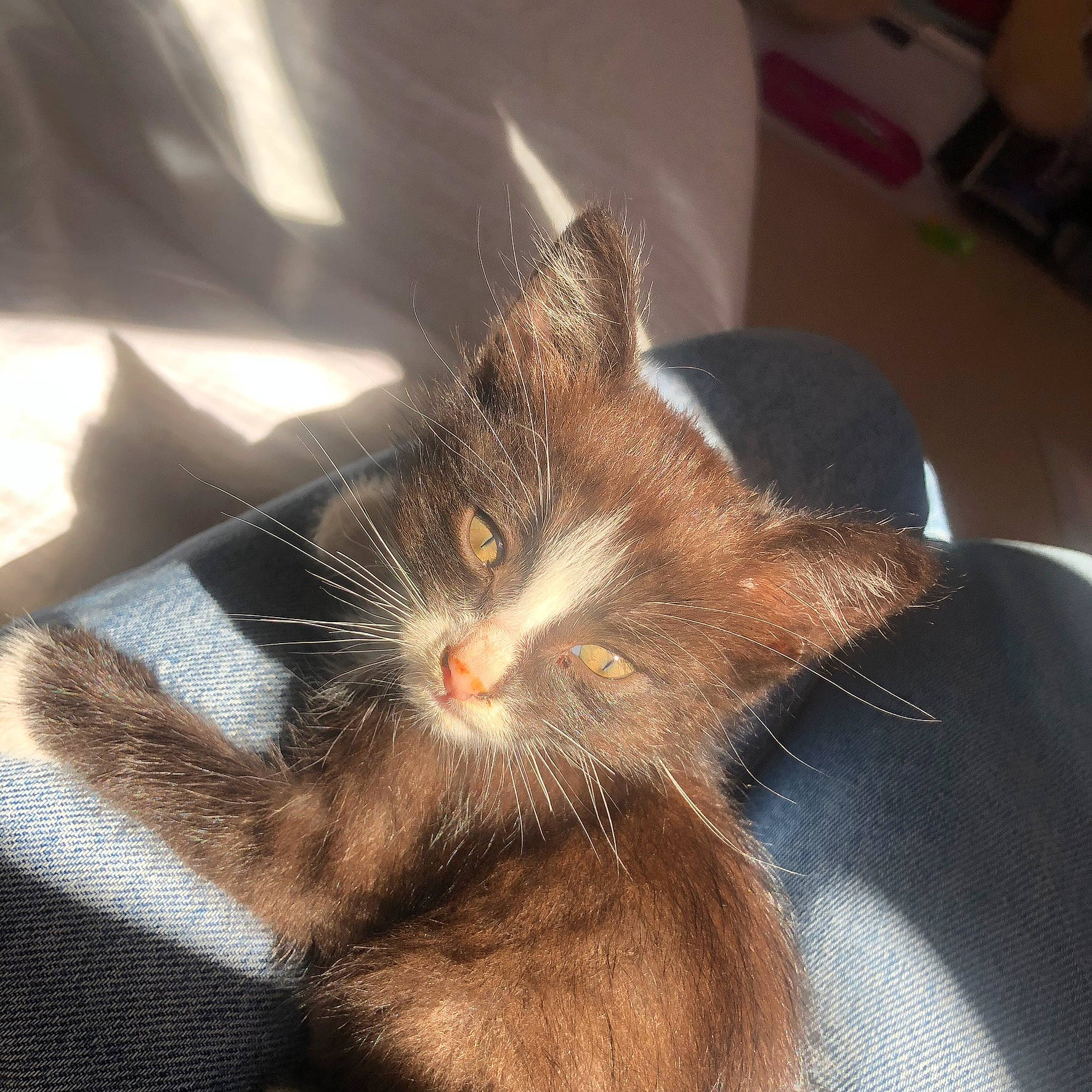 Shuri participe au concours pour gagner de l'argent avec cette photo : black_cat, carnivore, cat, claw, comfort, domestic_short_haired_cat, ear, felidae, fur, human_leg, nap, paw, small_to_medium_sized_cats, snout, tail, whiskers, window