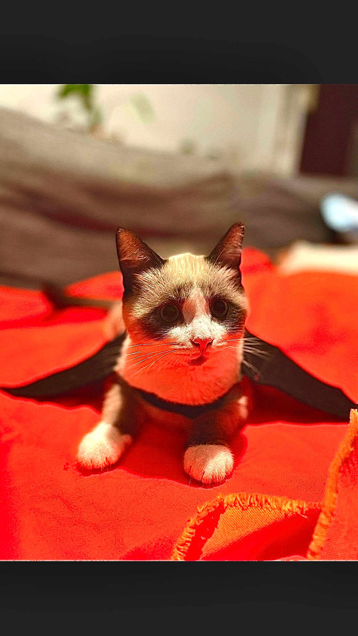 Loki
