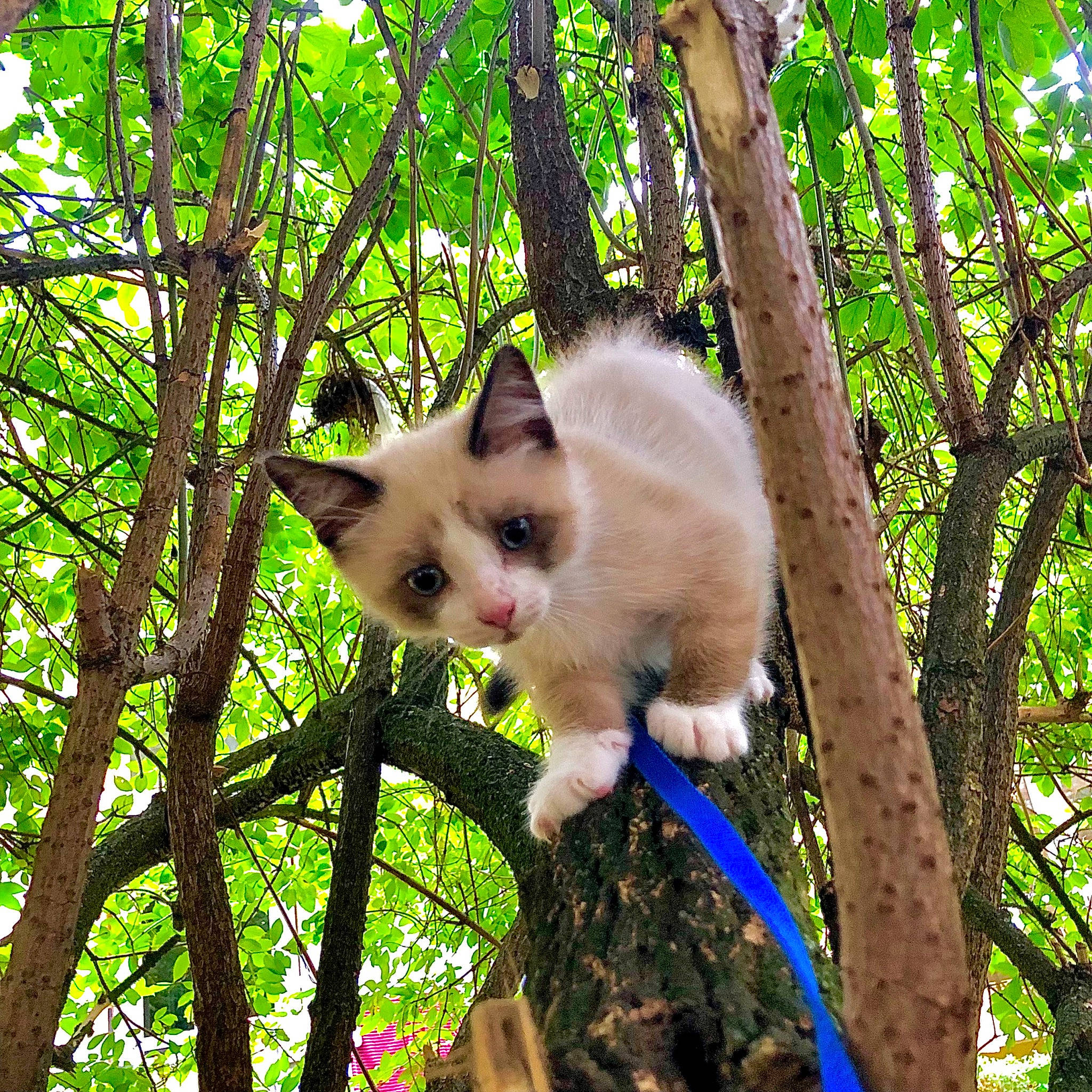 Loki a rejoint le concours — aidez-le/la à gagner de superbes lots ! balinese, birman, carnivore, cat, domestic_short_haired_cat, fawn, felidae, fur, grass, plant, siamese, small_to_medium_sized_cats, snout, tail, thai, tree, trunk, twig, whiskers, wildlife