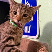 Saige joined the competition — help win amazing prizes! kitten, cat, tabby, collar, beads, tongue, cat_bed, furry, indoor, playful, pet, animal, cute, young_cat, whiskers, ears, closeup, feline, striped, background_sign