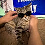 Saige is registered to the contest to win money with this photo: cat, tabby_cat, sunglasses, hands, blur, indoor, carpet, sign, blue_sign, text, pet, animal, striped, feline, cute, funny, casual, holding, relaxed, home