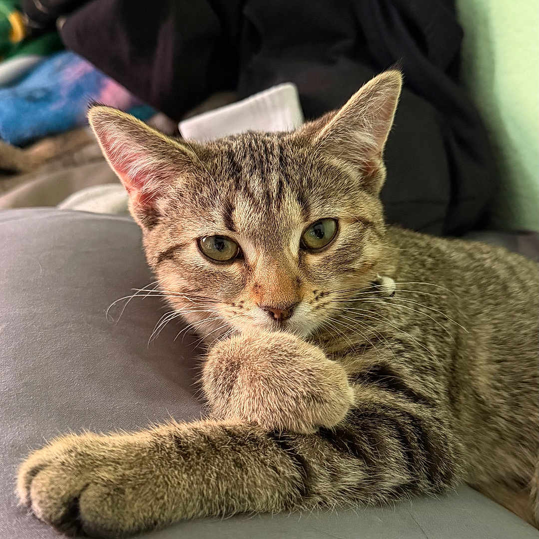 Saige is registered to the contest to win money with this photo: animal, bedroom, cat, close_up, curious, cute, domestic_animal, ears, feline, fur, green_eyes, indoor, paw, pet, portrait, relaxed, resting, soft_surface, tabby_cat, whiskers