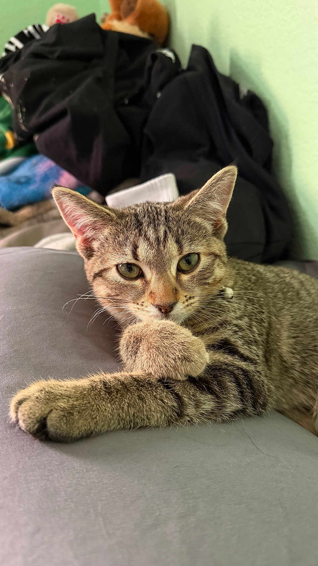 Saige is registered to the contest to win money with this photo: cat, tabby_cat, pet, feline, paw, whiskers, ears, green_eyes, fur, resting, indoor, bedroom, soft_surface, close_up, portrait, animal, domestic_animal, relaxed, cute, curious