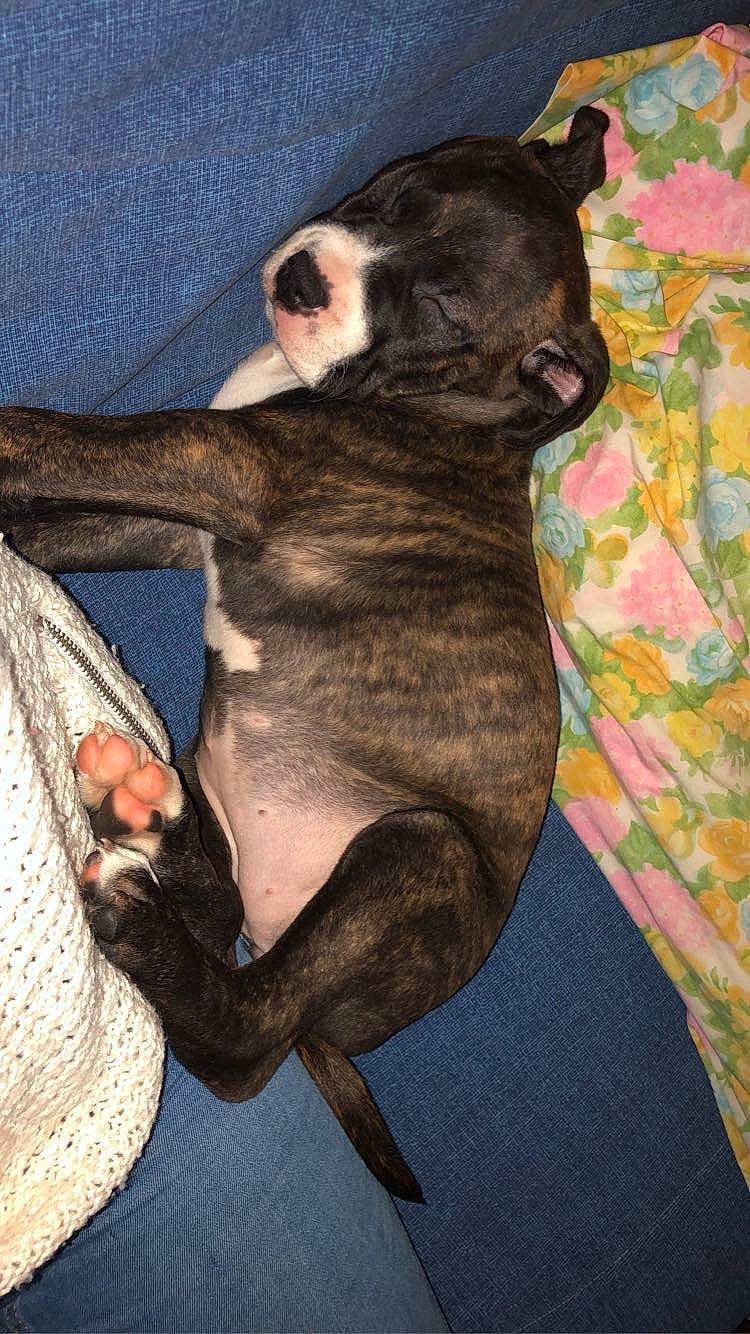 Oseille participe au concours pour gagner de l'argent avec cette photo : boston_terrier, canidae, carnivore, dog, dog_breed, french_bulldog, mammal, non_sporting_group, tail, vertebrate