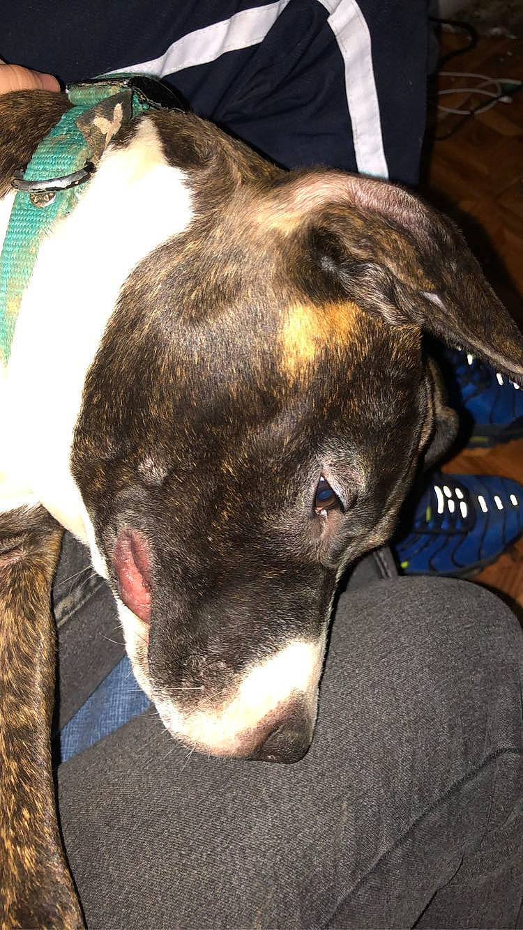 Oseille participe au concours pour gagner de l'argent avec cette photo : american_pit_bull_terrier, american_staffordshire_terrier, canidae, carnivore, dog, dog_breed, ear, fawn, galgo_espanol, greyhound, non_sporting_group, pit_bull, snout, whiskers