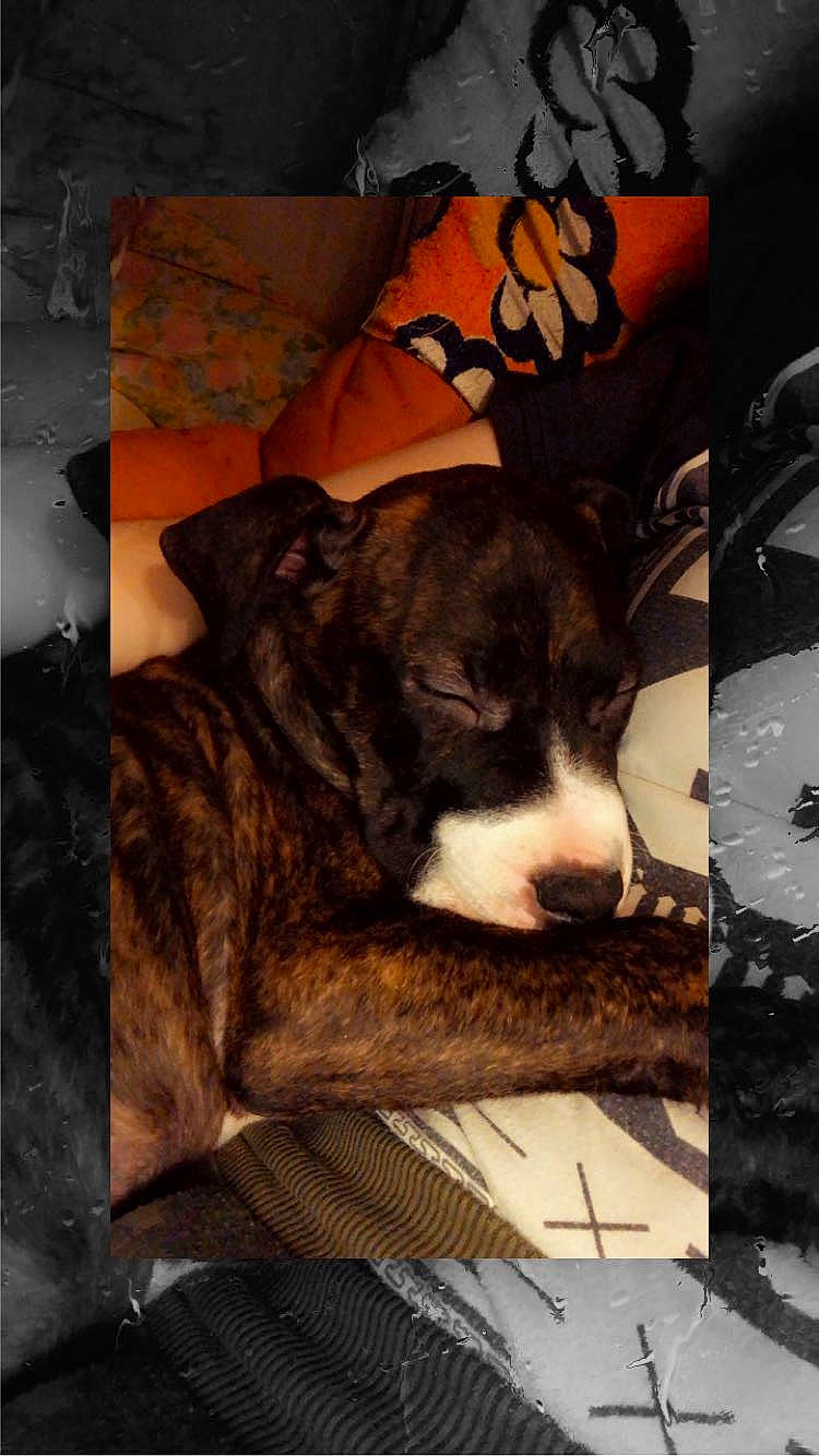 Oseille a rejoint le concours — aidez-le/la à gagner de superbes lots ! american_pit_bull_terrier, canidae, carnivore, dog, dog_breed, guard_dog, mammal, non_sporting_group, puppy, sporting_group, whiskers