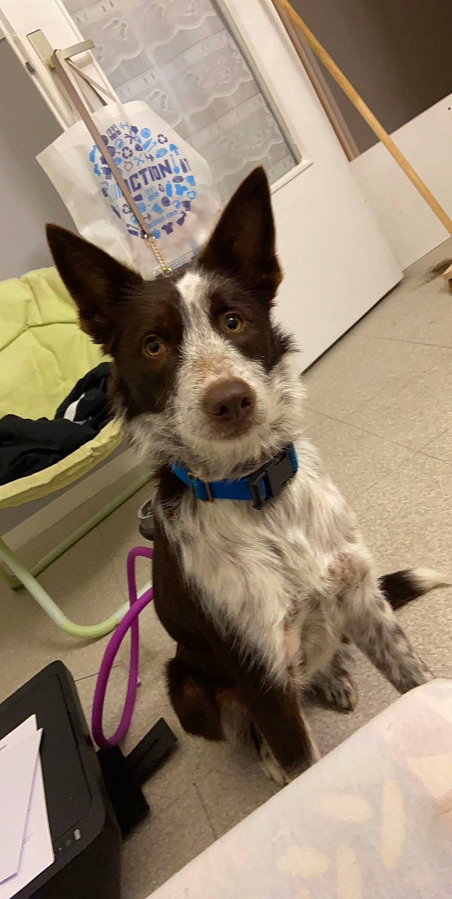 Pitaya a rejoint le concours — aidez-le/la à gagner de superbes lots ! border_collie, canidae, carnivore, companion_dog, dog, dog_breed, ear, mammal, snout, sporting_group, working_dog