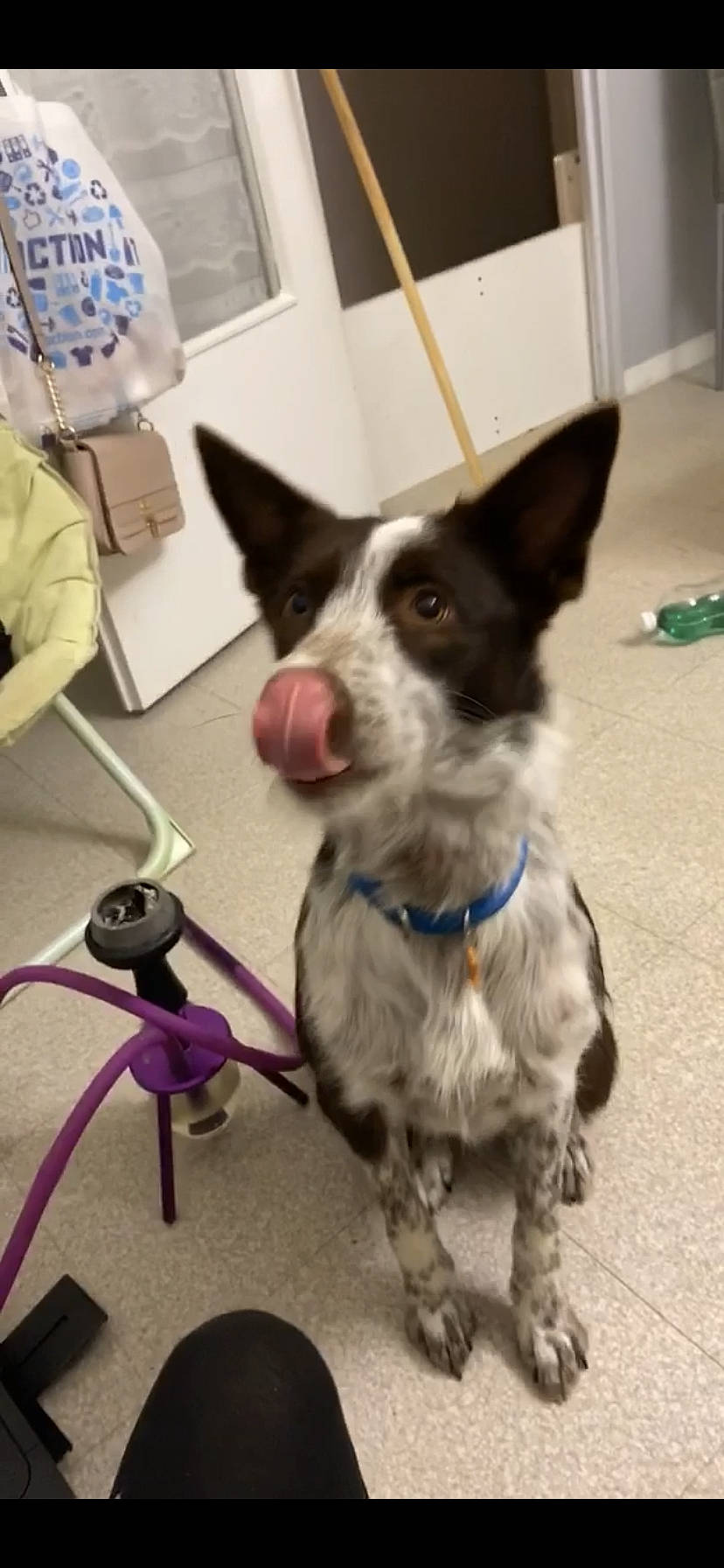 Pitaya a rejoint le concours — aidez-le/la à gagner de superbes lots ! australian_cattle_dog, canidae, carnivore, companion_dog, dog, dog_breed, ear, mammal, rare_breed_dog, snout, sporting_group, texas_heeler, working_dog