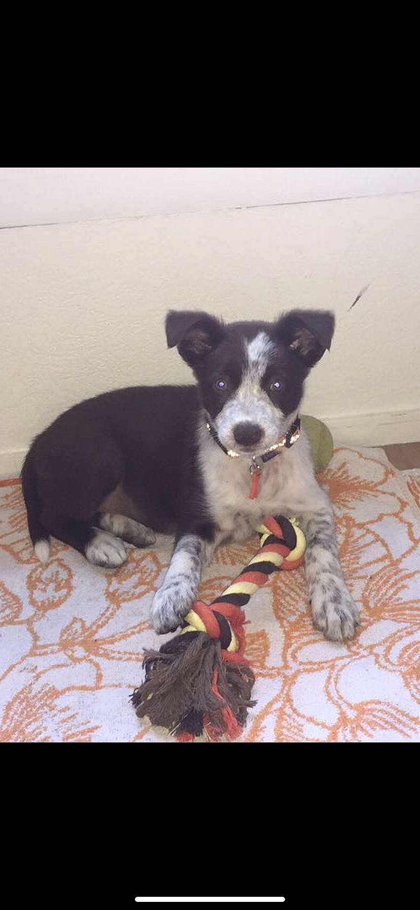 Pitaya a rejoint le concours — aidez-le/la à gagner de superbes lots ! borador, border_collie, canidae, carnivore, dog, dog_breed, herding_dog, mammal, mcnab, puppy, sporting_group, stabyhoun, texas_heeler, vertebrate, working_dog