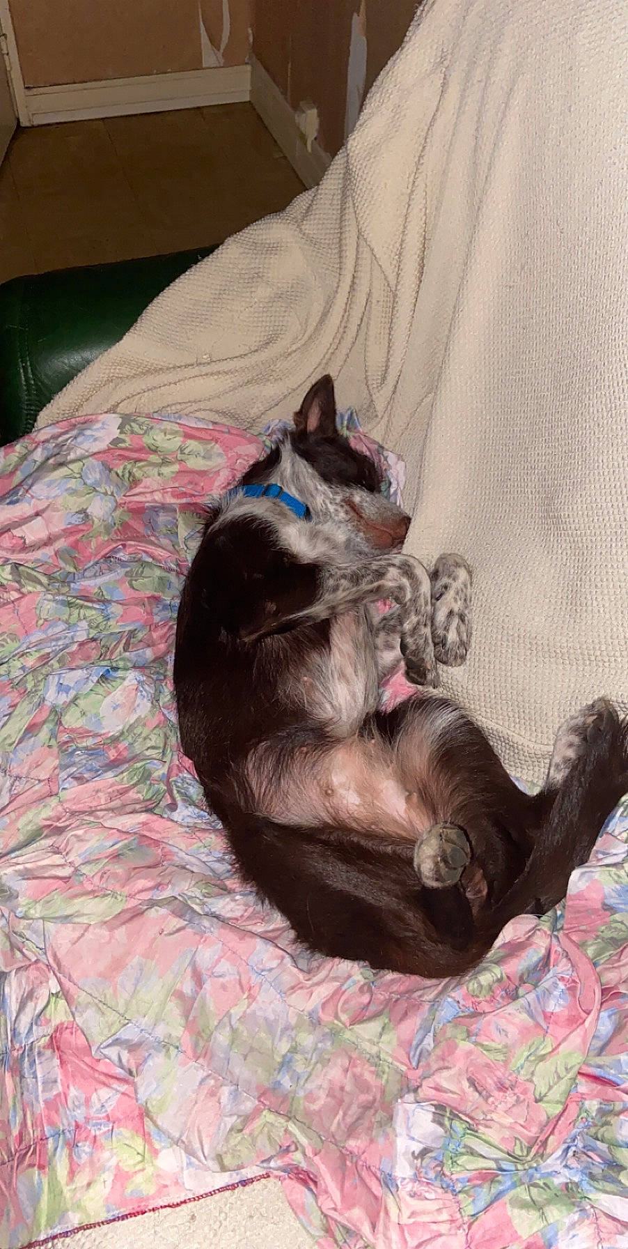 Pitaya a rejoint le concours — aidez-le/la à gagner de superbes lots ! canidae, carnivore, cat, dog_breed, felidae, kitten, nap, small_to_medium_sized_cats, tail, whiskers