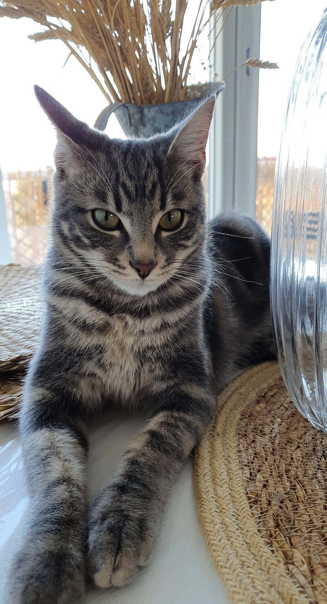 Albert participe au concours pour gagner de l'argent avec cette photo : carnivore, cat, domestic_short_haired_cat, european_shorthair, felidae, fur, glass, grey, pet_supply, silver, small_to_medium_sized_cats, snout, tabby_cat, tail, transparent_material, vertebrate, whiskers, window_treatment